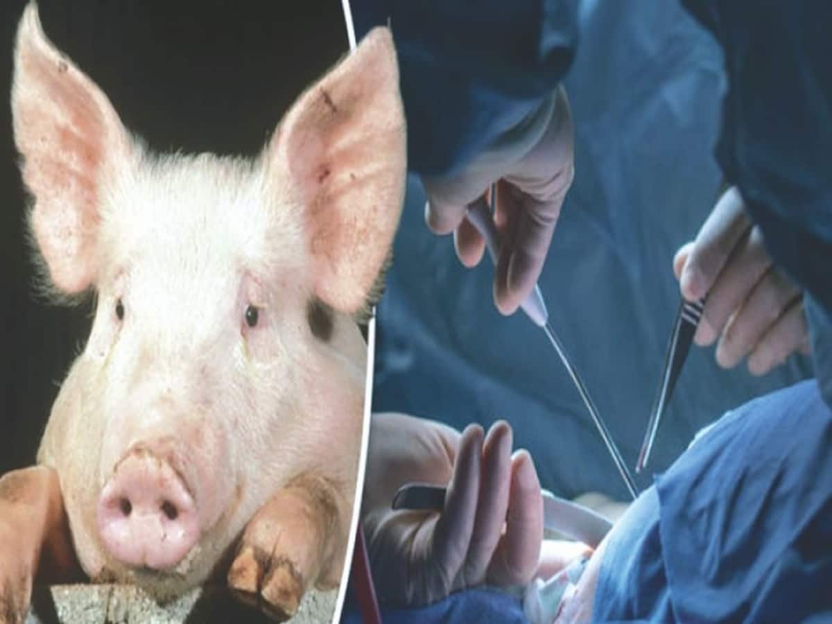 How Did The Pigs Get Back To Life An Hour After Death? Read This Shocking Study